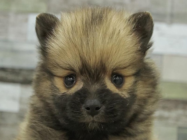 福岡県のポメラニアン (ペッツワン福岡新宮店/2024年9月21日生まれ/男の子/オレンジ)の子犬